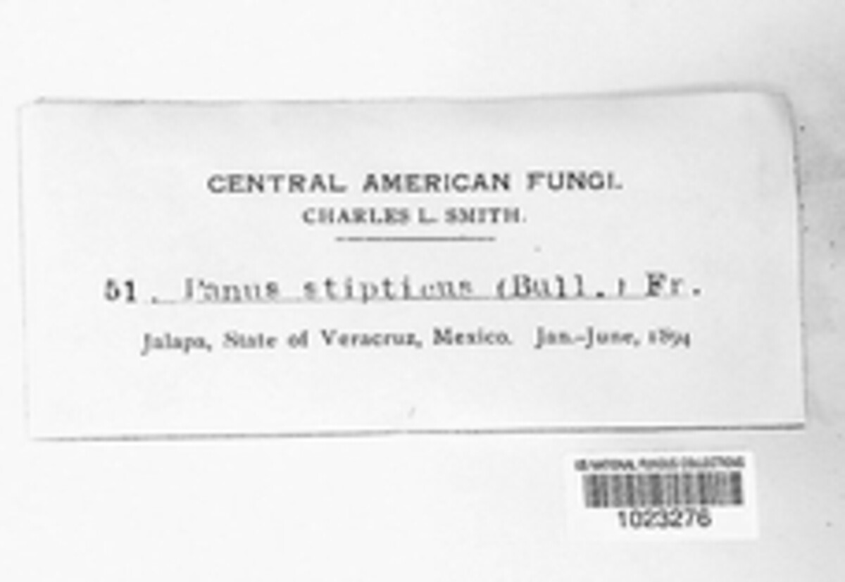 Panellus stipticus image